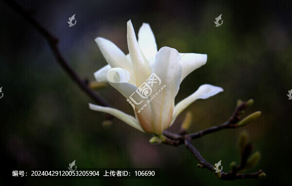 玉蘭花特寫(xiě)
