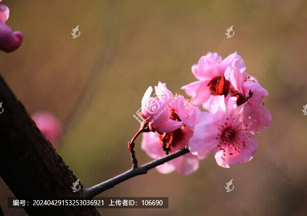 一枝梅