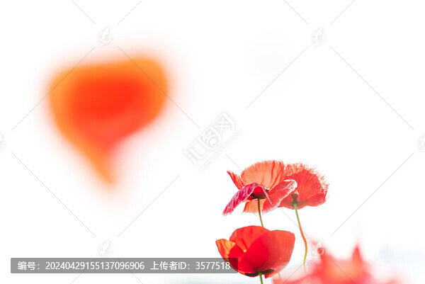 虞美人