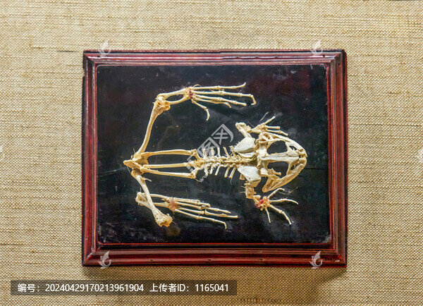 牛蛙骨骼