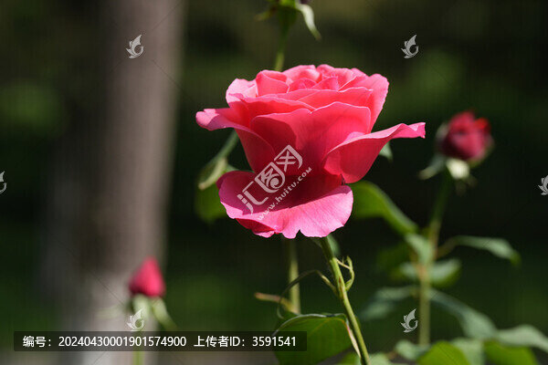 陽光下的月季花