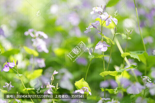 光影斑駁的二月蘭