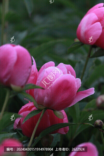 芍藥花