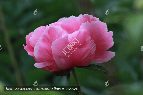 芍藥花