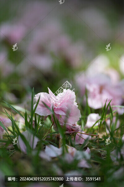 落花櫻花