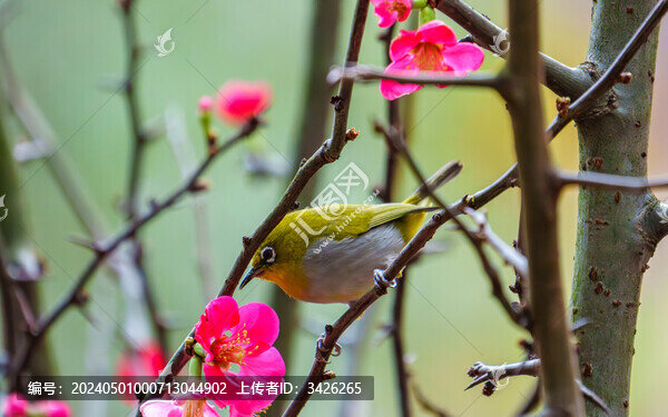 吃花蜜的灰腹繡眼鳥