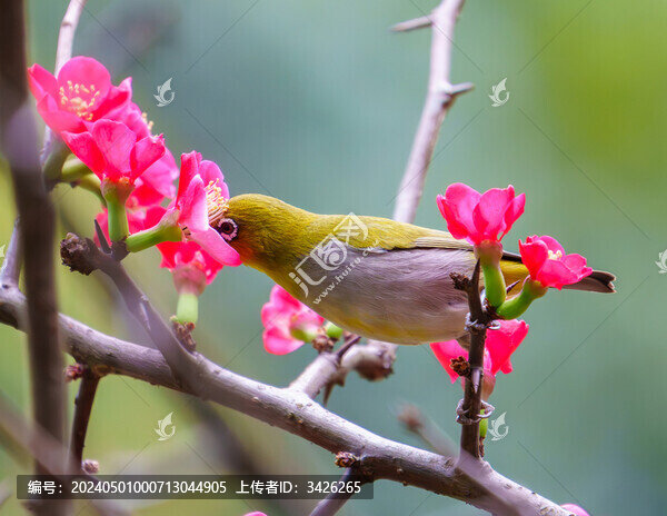 吃花蜜的灰腹繡眼鳥