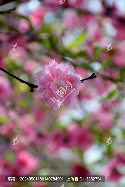 碧桃花