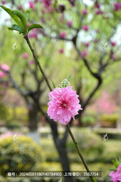 碧桃花