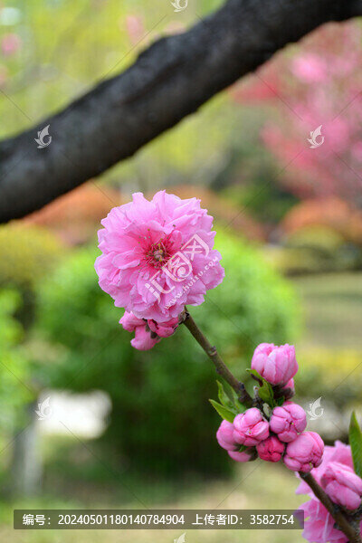 碧桃花