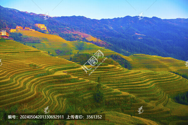 中國(guó)廣西桂林龍脊梯田日照美景