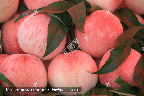 白花桃