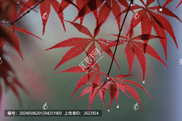 雨中紅楓