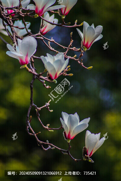 白玉蘭花