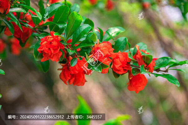 枝頭石榴花