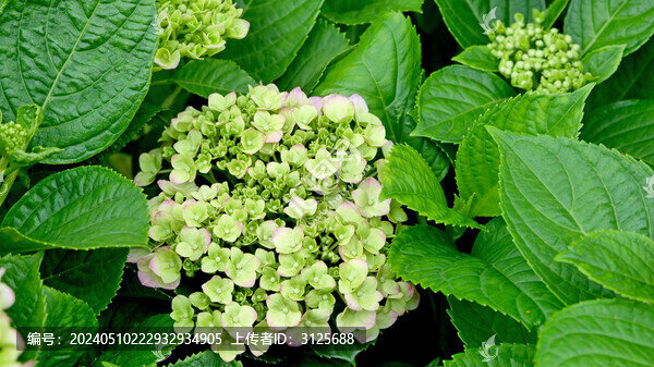 繡球花