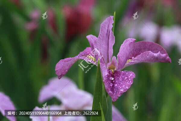 鳶尾花