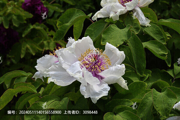 菏澤牡丹花