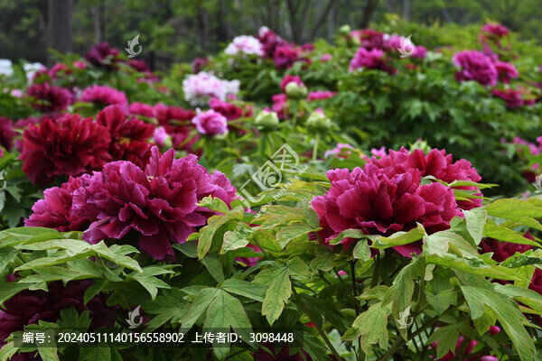 菏澤牡丹花