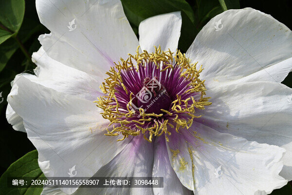 牡丹花蕊