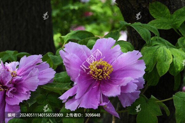 牡丹花蕊