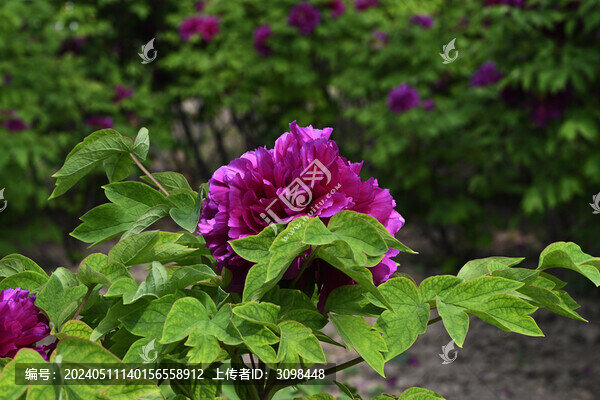 紫色牡丹花