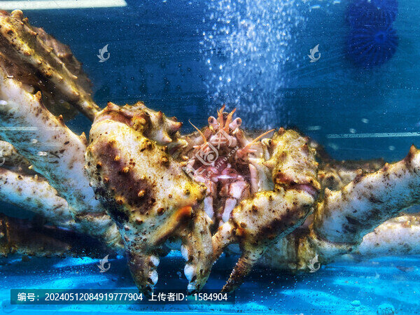 帝王蟹