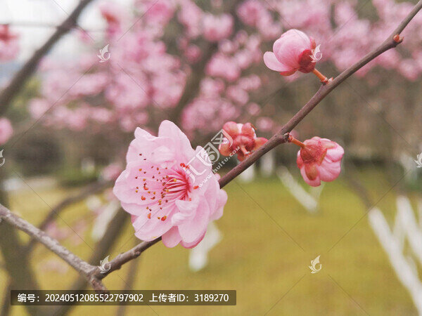梅花