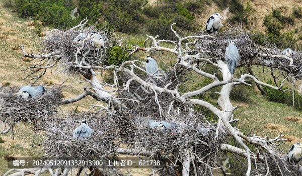 掛滿鳥(niǎo)巢的大樹(shù)
