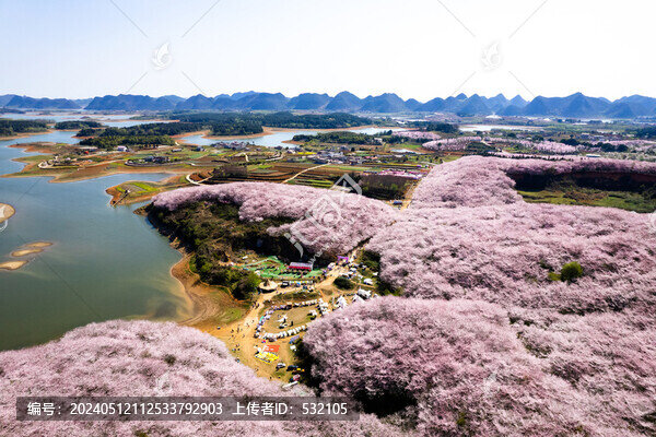 貴州貴安平壩萬畝櫻花海