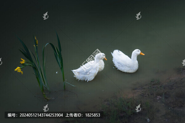 浙江大學(xué)校園湖中鴨子
