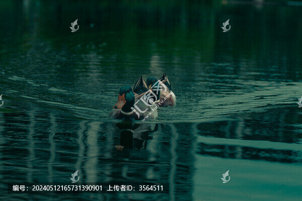 水中的鴨子