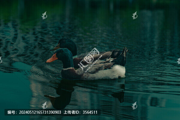 水中的鴨子