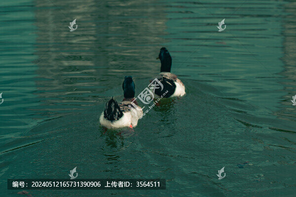 水中的鴨子