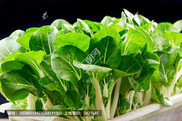 小青菜