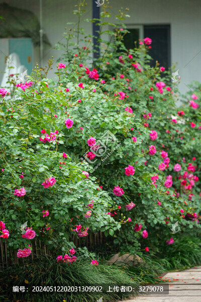 春天的月季花園
