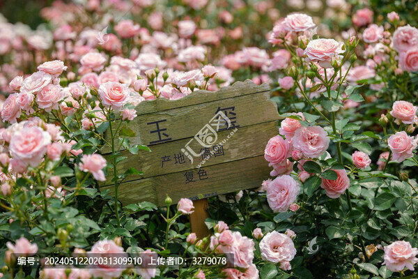 春天的月季花園