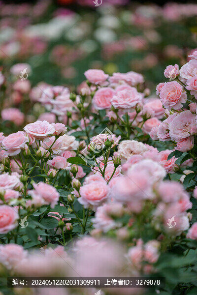 春天的月季花園