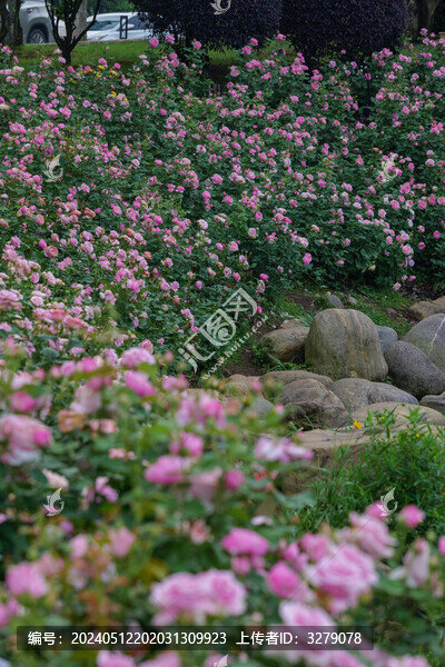 春天的月季花園