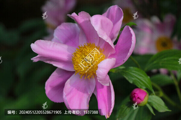 芍藥