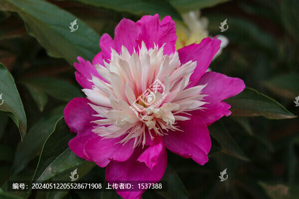 重瓣芍藥