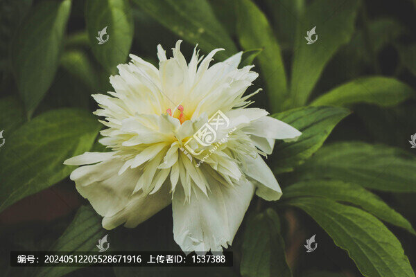 牡丹