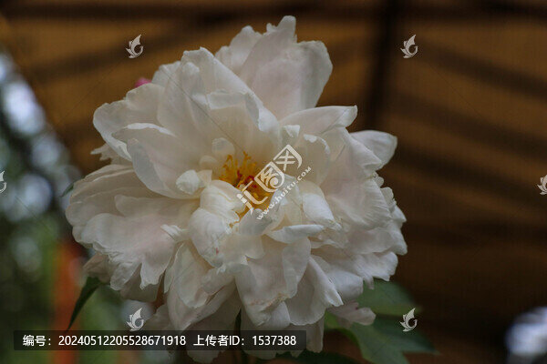 雪桂牡丹