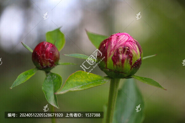 牡丹花苞