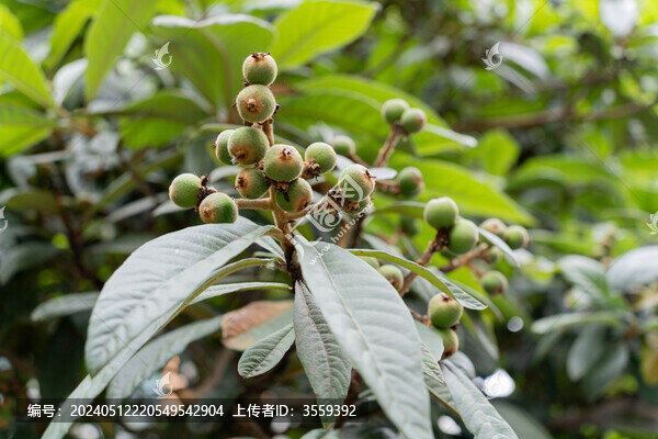 枇杷
