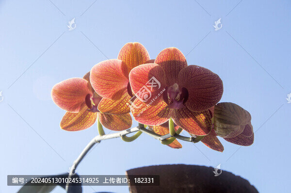 蝴蝶蘭花卉