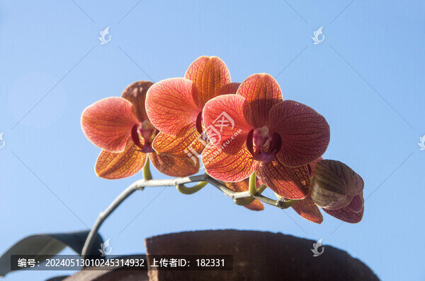 蝴蝶蘭花朵