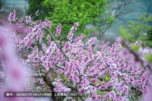 桃花