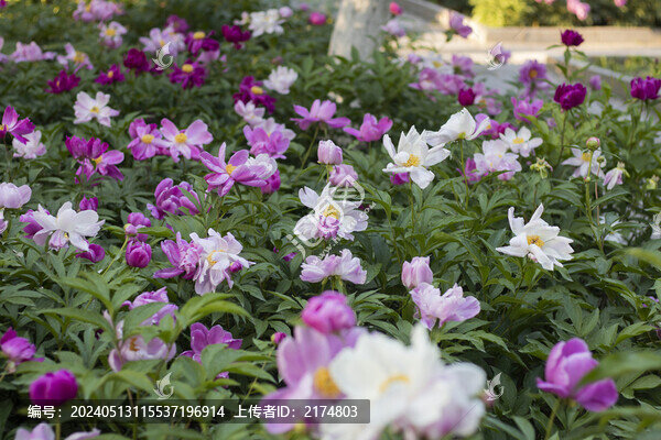 芍藥