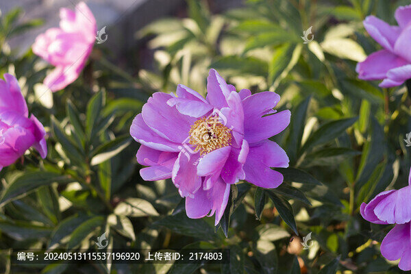 芍藥